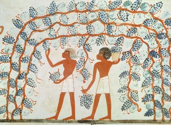 Vendanges, de la tombe de Nakht, Nouvel Empire (peinture murale)